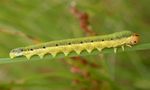Dolerus brevicornis